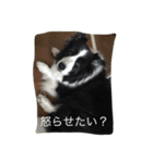 アンディと一緒（個別スタンプ：12）