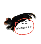 Cat,Cat,（個別スタンプ：15）