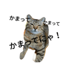 Cat,Cat,（個別スタンプ：17）