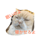 キャッチミー猫スタンプ特集《1》（個別スタンプ：5）