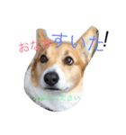 コーギーのゼロくん（個別スタンプ：6）