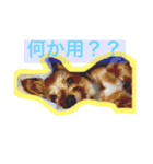 テリア、れおん（個別スタンプ：1）