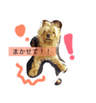 テリア、れおん（個別スタンプ：6）