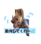 テリア、れおん（個別スタンプ：7）