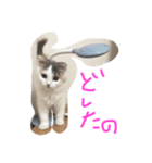 スコ no スタンプ（個別スタンプ：12）