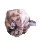 Pcat（個別スタンプ：4）