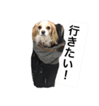 キャバリア×チワワのてんてん（個別スタンプ：1）