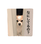 キャバリア×チワワのてんてん（個別スタンプ：6）