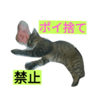 ron,Cat.（個別スタンプ：5）