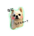 日常のショコラ（個別スタンプ：5）