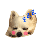 日常のショコラ（個別スタンプ：7）