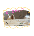 日常のショコラ（個別スタンプ：13）