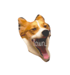 わんぱく犬あんずちゃん（個別スタンプ：1）