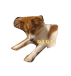 わんぱく犬あんずちゃん（個別スタンプ：2）