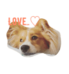 わんぱく犬あんずちゃん（個別スタンプ：4）