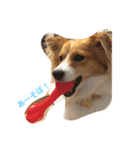 わんぱく犬あんずちゃん（個別スタンプ：6）