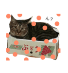 我が家のムギ（個別スタンプ：1）