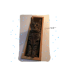 我が家のムギ（個別スタンプ：3）