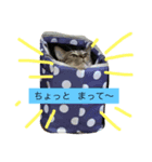 我が家のムギ（個別スタンプ：5）