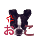 少し雑かもしれない犬のスタンプ（個別スタンプ：8）