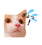 茶白トラ ミオン（個別スタンプ：8）