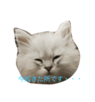 うちの子、猫の子。（個別スタンプ：1）