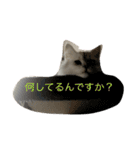 うちの子、猫の子。（個別スタンプ：2）
