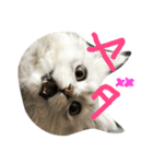 うちの子、猫の子。（個別スタンプ：3）