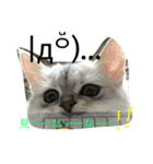 うちの子、猫の子。（個別スタンプ：4）