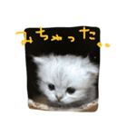 うちの子、猫の子。（個別スタンプ：5）