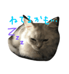 うちの子、猫の子。（個別スタンプ：6）