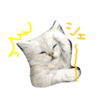 うちの子、猫の子。（個別スタンプ：7）