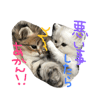 うちの子、猫の子。（個別スタンプ：8）