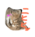 うちの子、猫の子。（個別スタンプ：9）