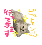 うちの子、猫の子。（個別スタンプ：11）