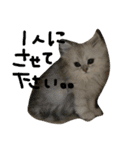 うちの子、猫の子。（個別スタンプ：13）