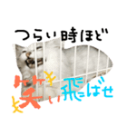 うちの子、猫の子。（個別スタンプ：14）