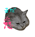 うちの子、猫の子。（個別スタンプ：15）