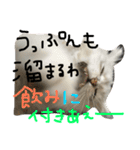 うちの子、猫の子。（個別スタンプ：17）