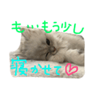 うちの子、猫の子。（個別スタンプ：18）