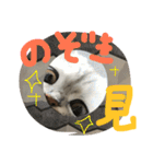 うちの子、猫の子。（個別スタンプ：19）