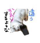 うちの子、猫の子。（個別スタンプ：21）