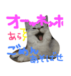 うちの子、猫の子。（個別スタンプ：22）