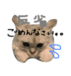うちの子、猫の子。（個別スタンプ：23）