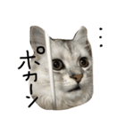 うちの子、猫の子。（個別スタンプ：26）