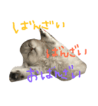うちの子、猫の子。（個別スタンプ：28）
