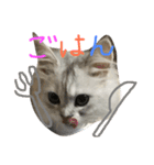 うちの子、猫の子。（個別スタンプ：29）