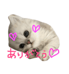 うちの子、猫の子。（個別スタンプ：30）