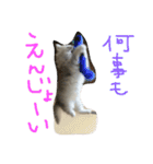 うちの子、猫の子。（個別スタンプ：31）