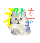 うちの子、猫の子。（個別スタンプ：32）